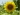 Girasole Girasole