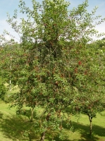 Albero delle marasche Albero delle marasche