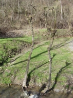 Plant of the Salix caprea, or Goat Willow, the branches are used to create baskets, baskets, canestri, chairs. Plant of the Salix caprea, or Goat Willow, the branches are used to create baskets, baskets, canestri, chairs.