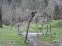 Plant of the Salix caprea, or Goat Willow, the branches are used to create baskets, baskets, canestri, chairs. Plant of the Salix caprea, or Goat Willow, the branches are used to create baskets, baskets, canestri, chairs.