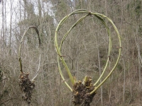 Plant of the Salix caprea, or Goat Willow, the branches are used to create baskets, baskets, canestri, chairs. Plant of the Salix caprea, or Goat Willow, the branches are used to create baskets, baskets, canestri, chairs.